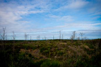 Visita ao Pinhal de Leiria