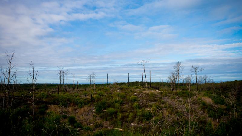 Visita ao Pinhal de Leiria