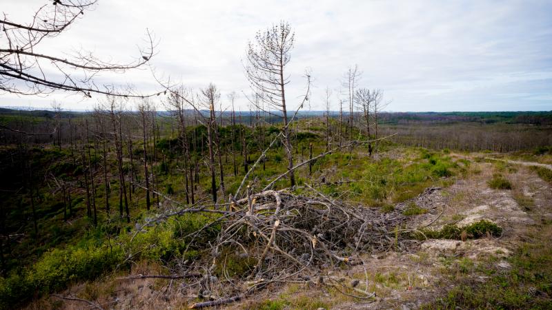 Visita ao Pinhal de Leiria
