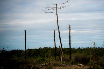 Visita ao Pinhal de Leiria