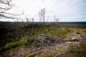 Visita ao Pinhal de Leiria