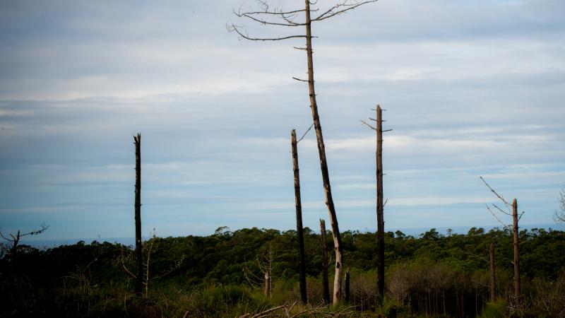 Visita ao Pinhal de Leiria
